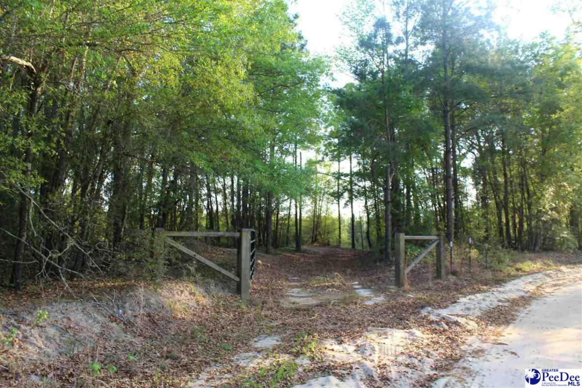 14.5 ACRE HWY. 41, MARION, SC 29571, photo 1 of 5