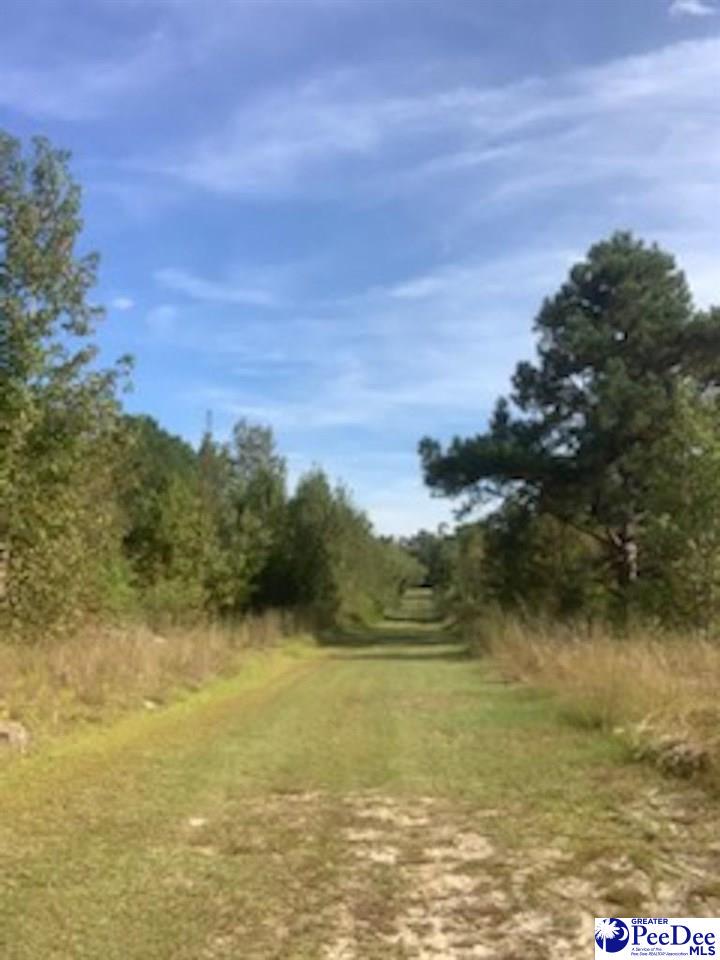 TBD VETA WAY (LOT 11), HAMER, SC 29536, photo 1